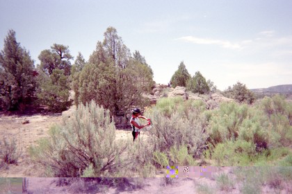 Adam harvesting sage