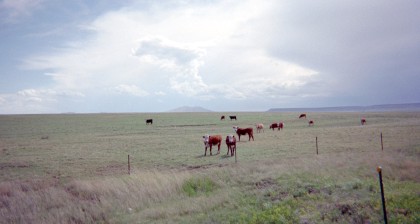 Cattle in a field looking at the camera
