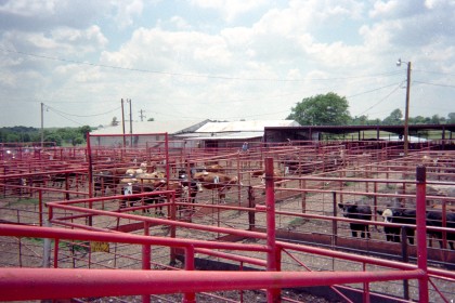 Cattle auction yard with cows among the metal fences