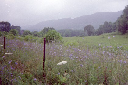 Wildflowers by the side of the road