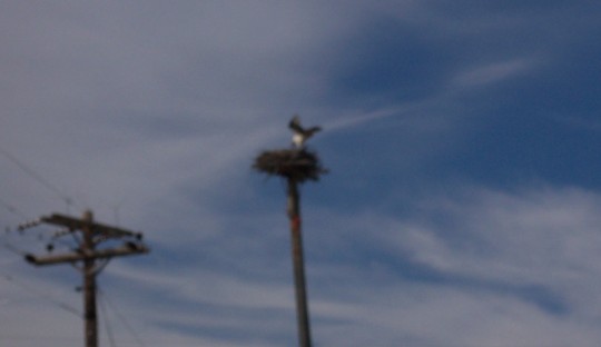 Eagle landing in nest on top of telephone pole