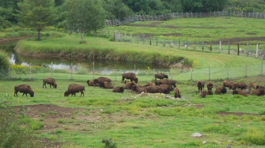 Herd of bison