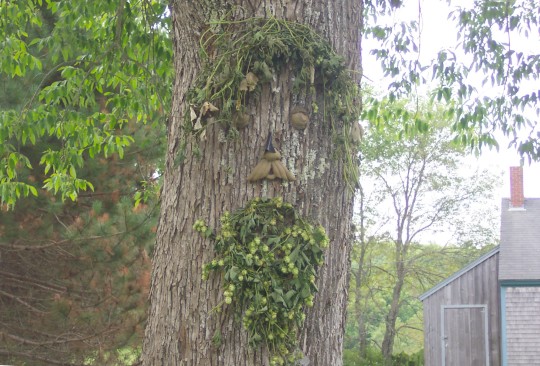 Face on a tree