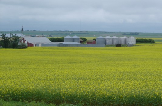 Field of wildflowers with farm in background