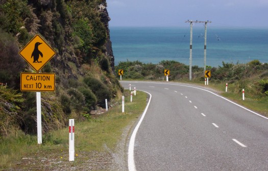Caution sign indicating penguins next 10 km