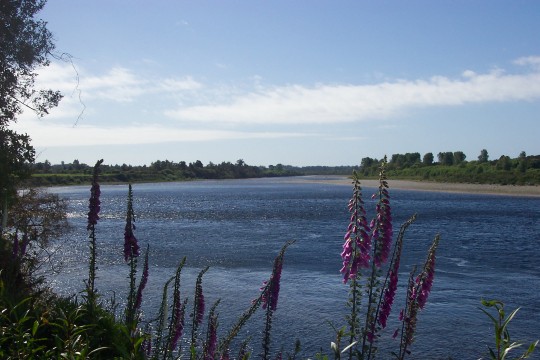 Buller River gorge with flowers in foreground
