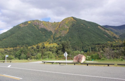 Hillside with trees planted in rows