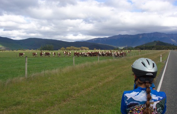 Sue photographing a curious line of cattle