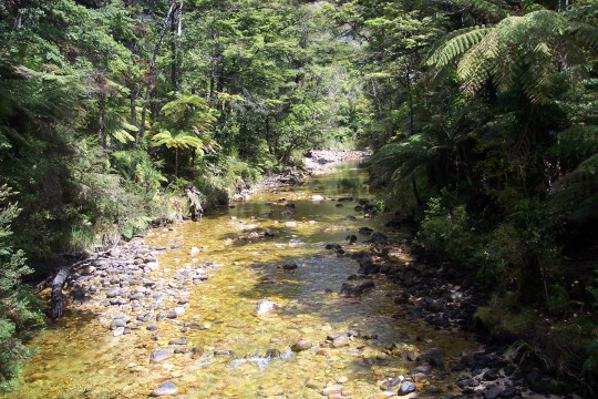 Stream in Tasman NP