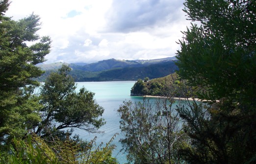 The ocean looking through the trees