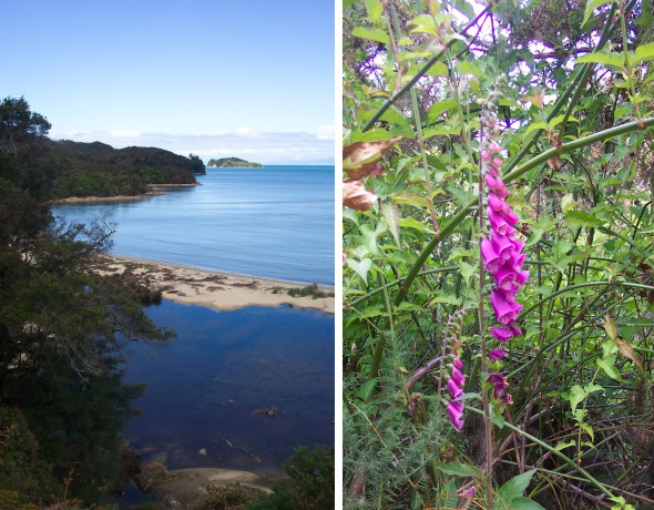 Overview of the coast and closeup of flower