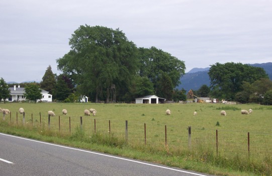 Sheep out in a field