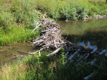 Beaver dam looking from the side
