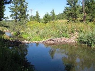 Beaver dam looking from upstream