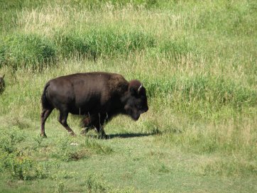 Closeup of one buffalo