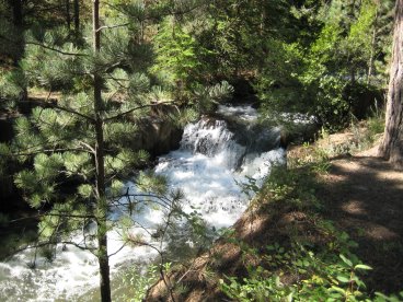 Small waterfall among trees