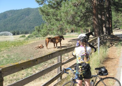 Sue taking photos of a horse and two foals in a field