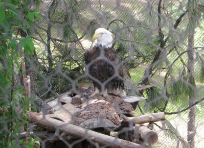 Bald eagle behind a screen