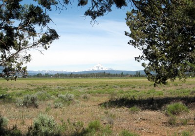 Looking over meadow with mountain in distance framed by trees