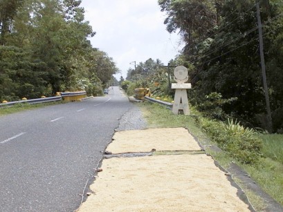 Mats beside the road covered with rice spread out to dry