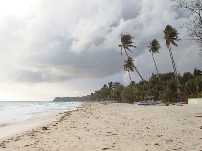 Beach with tall palm trees blowing in the wind