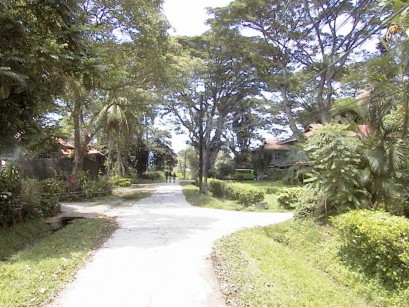 One-lane street shaded by trees