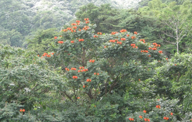 The tower at El Yunque