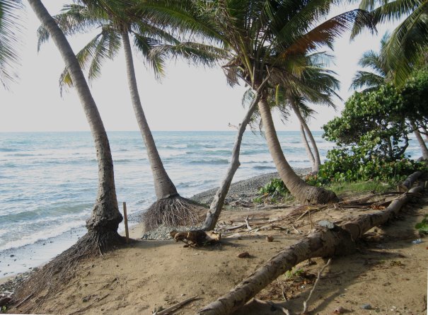 Palm trees with ocean in background