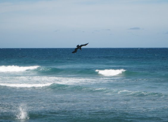 Shore with pelican diving for fish