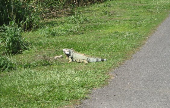 Iguana by the side of the road